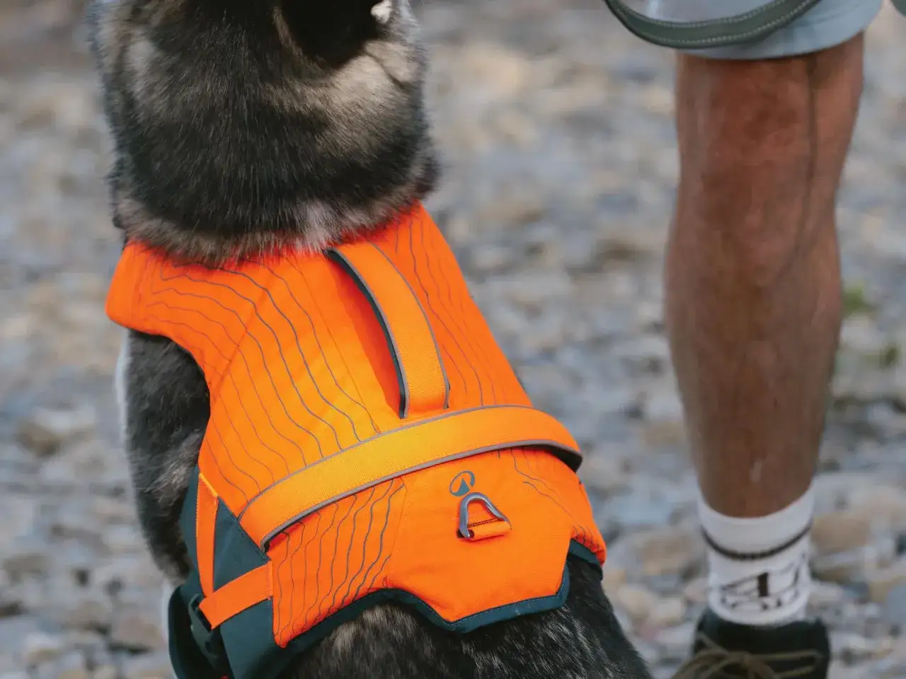 Gilet de sauvetage pour chien - comment choisir le bon modèle