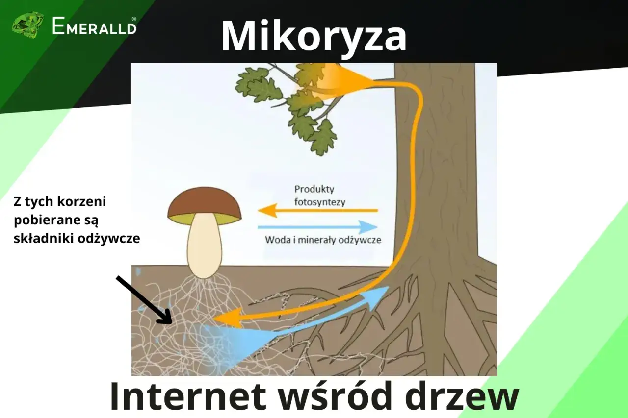 Mikoryza - czy na pewno pomaga? Nawożenie a grzyby przy korzeniach