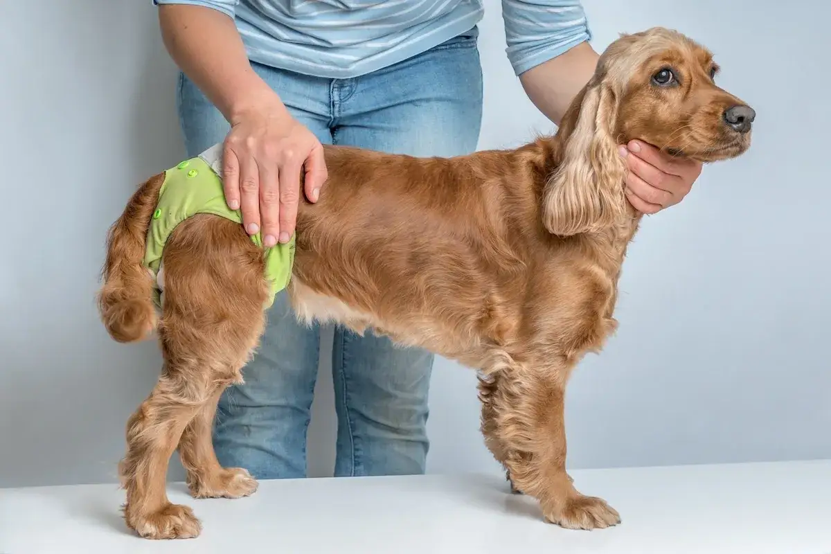 Culotte hygiénique pour chienne en chaleur - bien la choisir