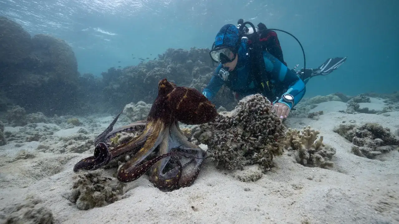 Octopus cut - så funkar klippningen och vem den passar