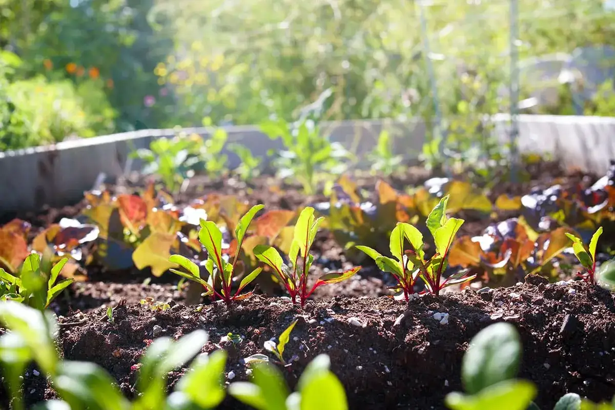 Jardin en Avril - Semer, Planter, Réussir sans Erreurs