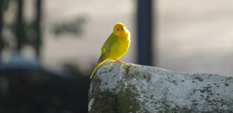 Kanarek się pierzy? Kiedy to naturalne, a kiedy alarm?