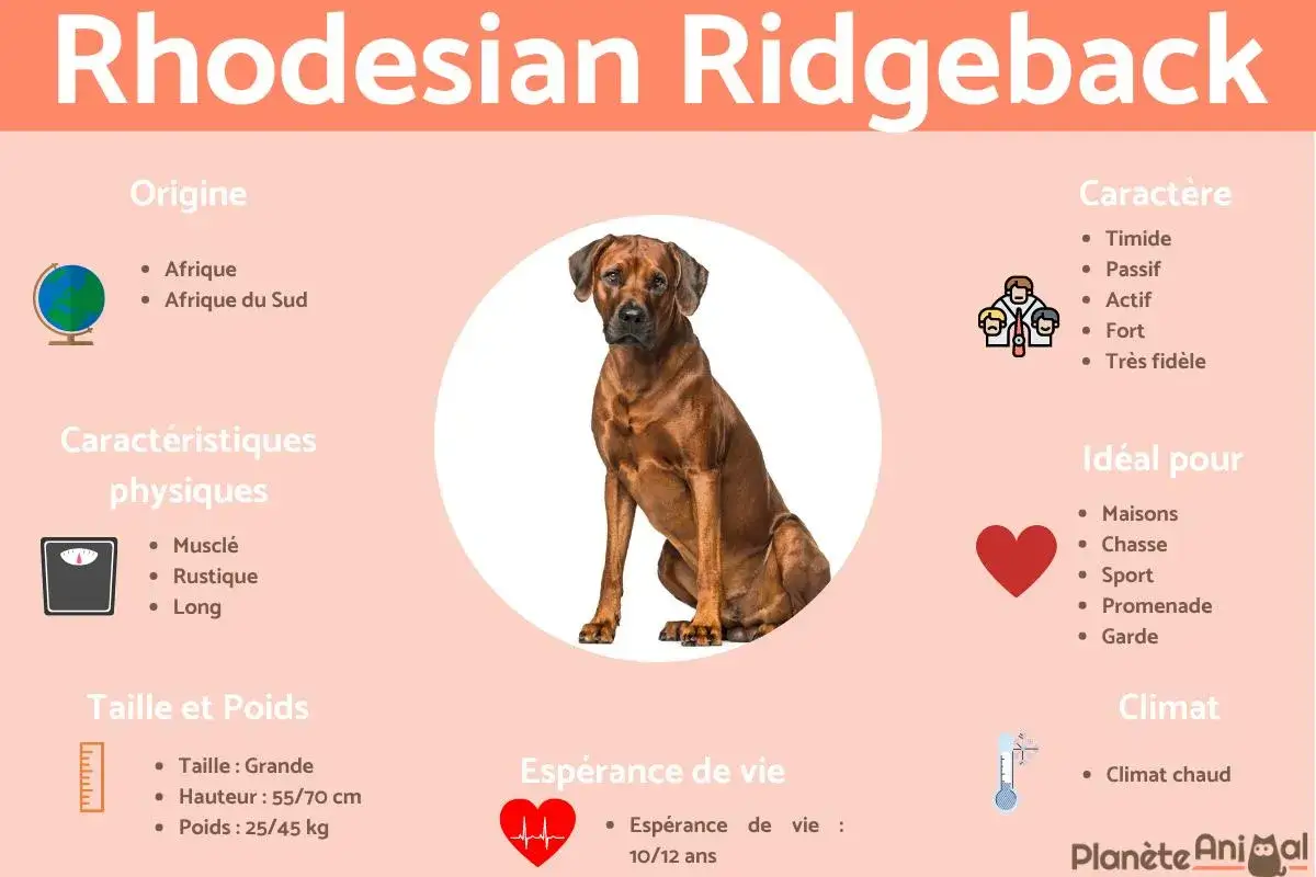 Rhodesian Ridgeback - Taille et poids idéal pour votre chien ?