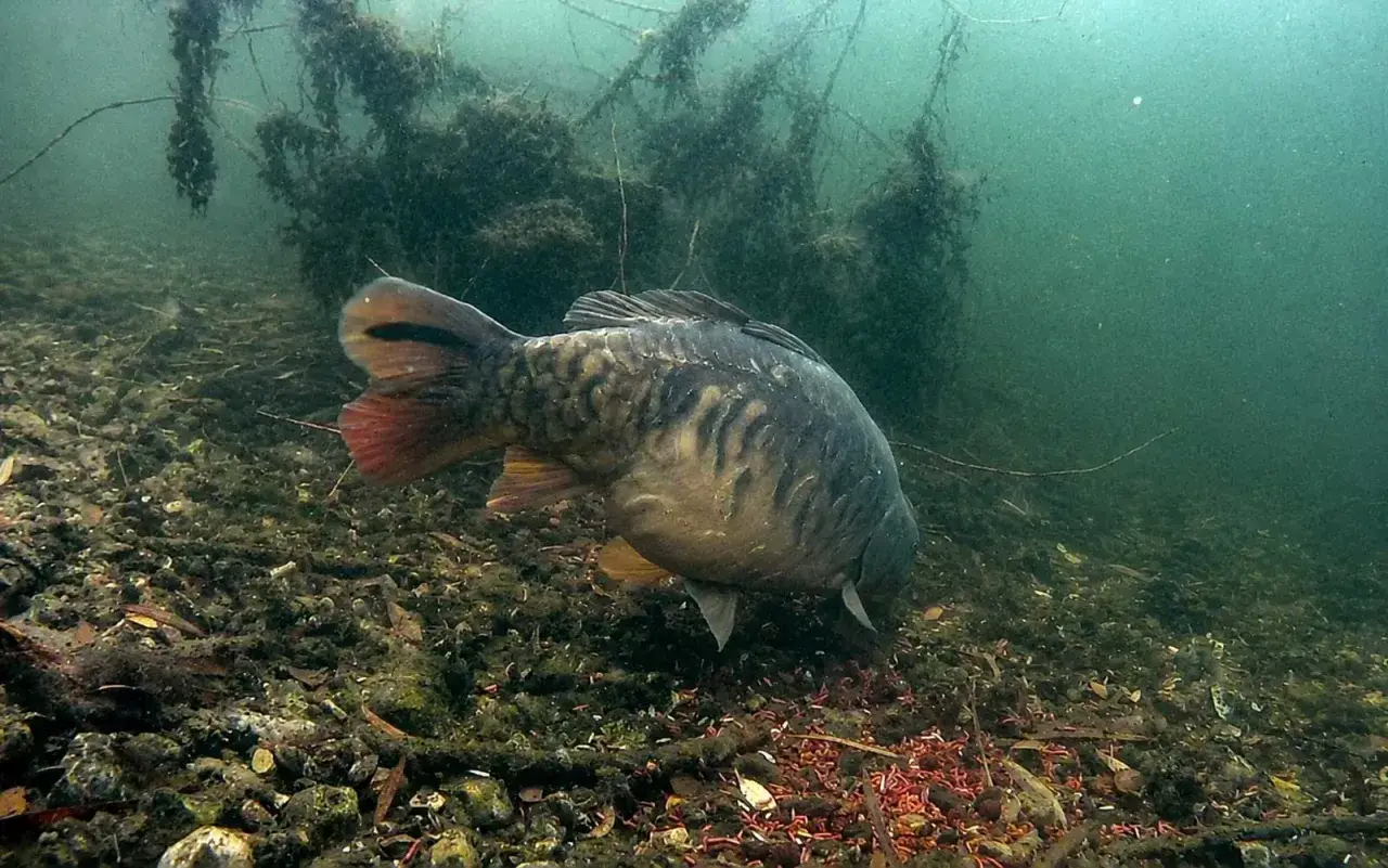 Karp żeruje na dnie, gdzie czerwone larwy stanowią naturalne atraktory. Pod wodą widać zarośla i kamienie.