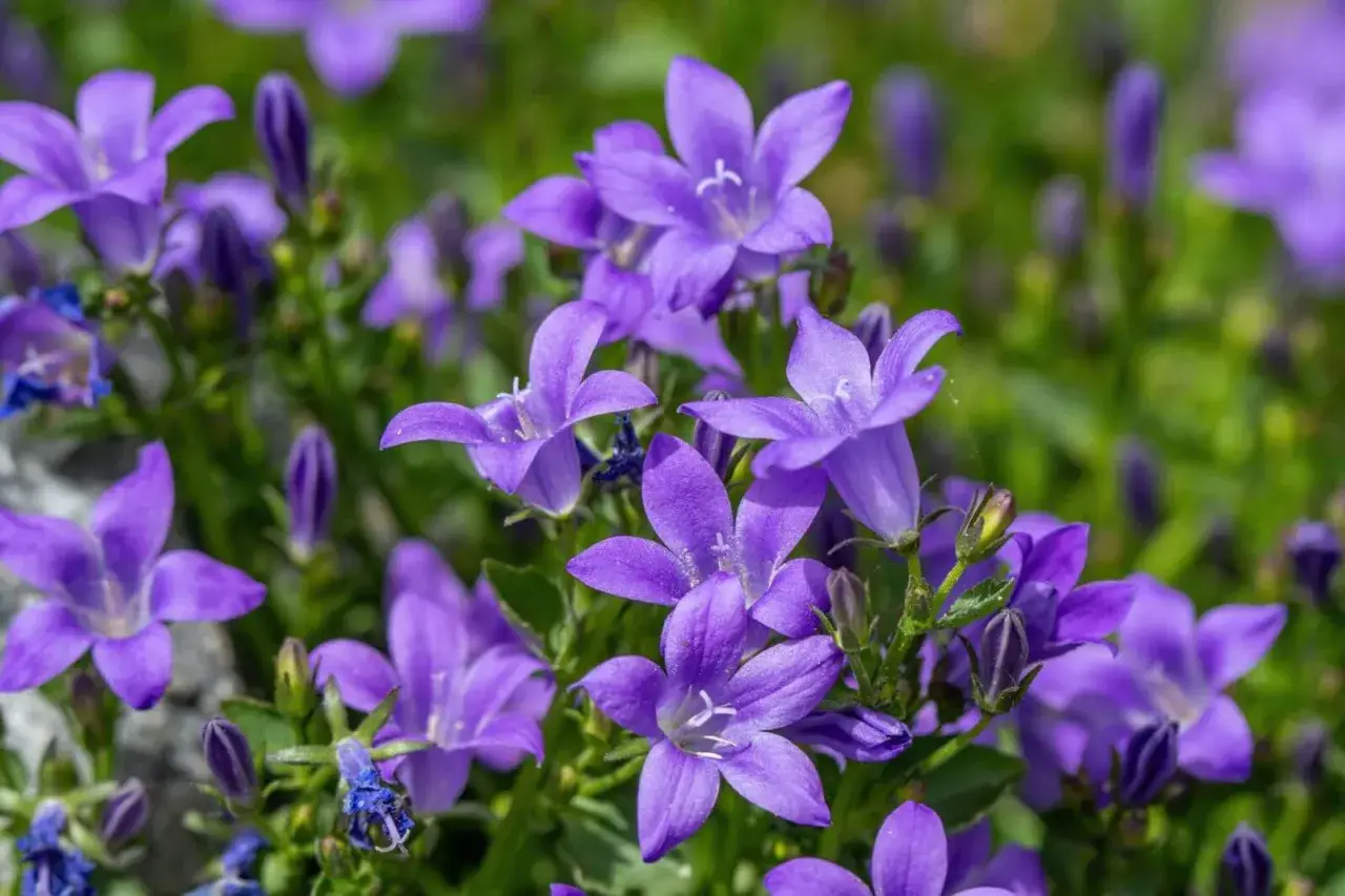 Urocza campanula w doniczce, jej fioletowe kwiaty rozkwitają na tle zieleni.