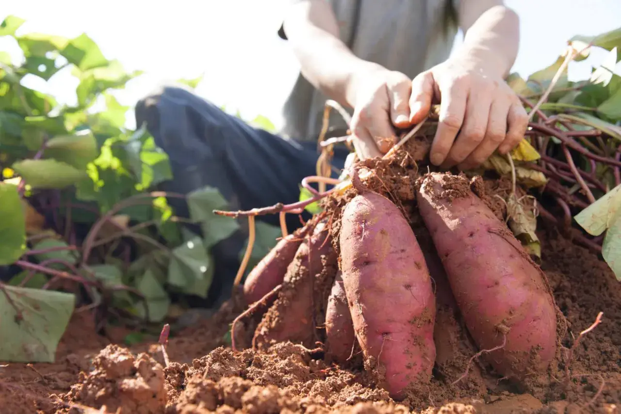 Mains déterrantes des patates douces fraîchement récoltées. Le sol brun est meuble autour des tubercules violets.