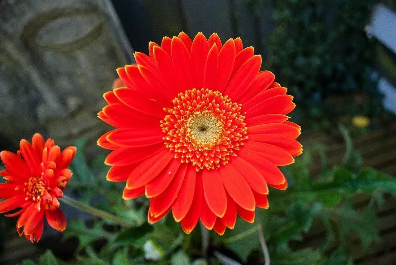 Jasna, pomarańczowa gerbera doniczkowa z mniejszym kwiatem w tle.