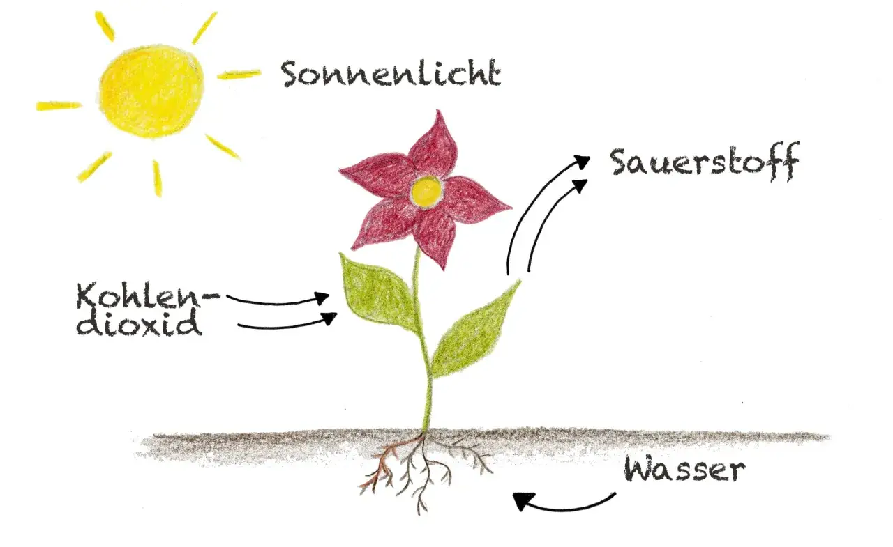 Die Sonne liefert Licht für die Fotosynthese im Blatt. Das Blatt nimmt Kohlendioxid auf und gibt Sauerstoff ab. Wasser wird von den Wurzeln aufgenommen.