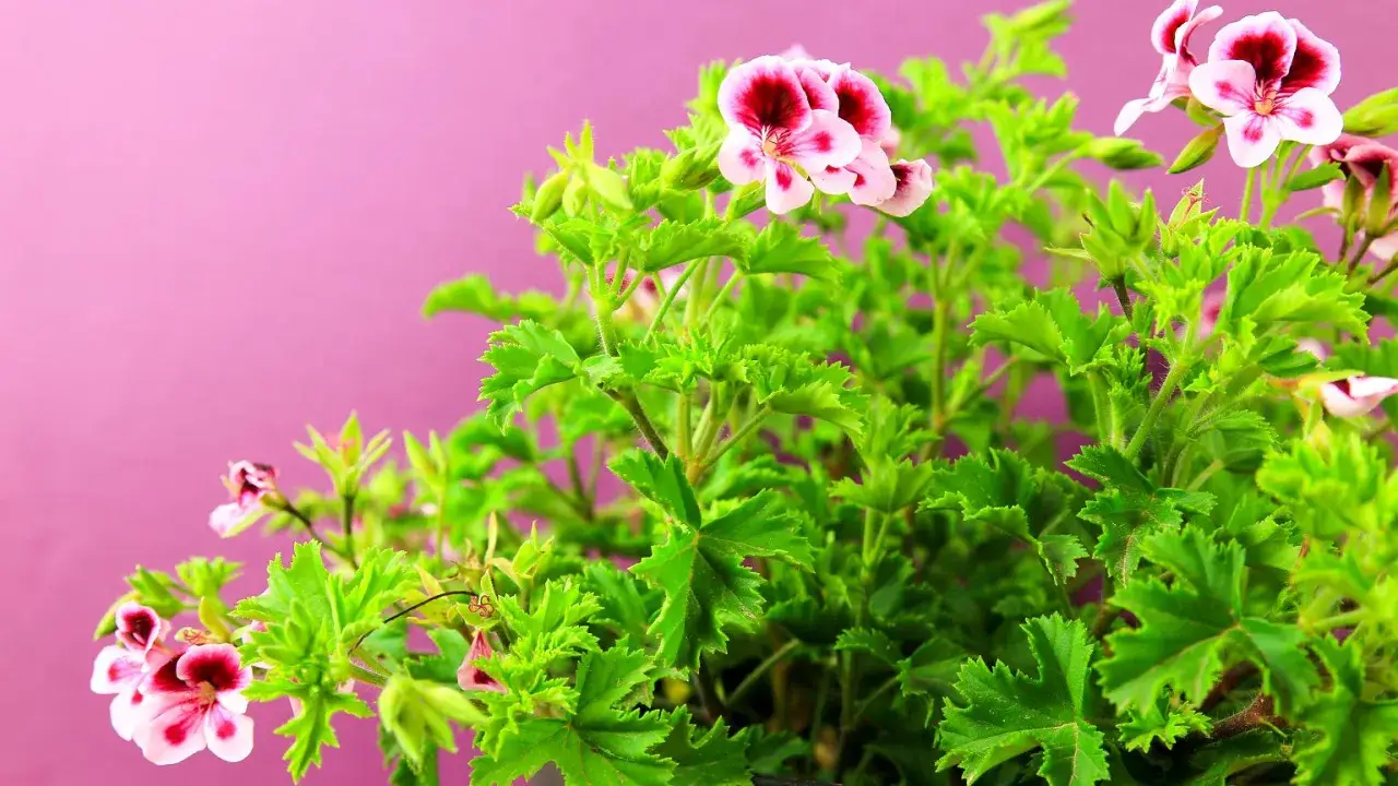Kwitnący krzew pelargonii pachnącej, znanej jako anginka kwiat, z różowo-bordowymi kwiatami na tle pudrowego różu.