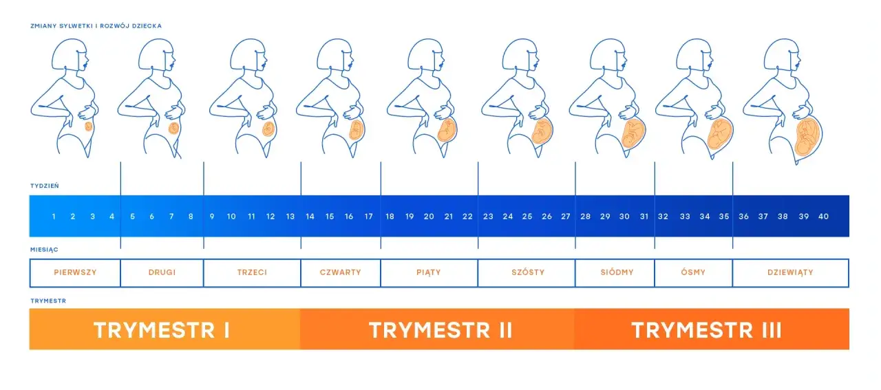 Ilustracja pokazuje rozwój ciąży od 1 do 40 tygodnia. 28 tydzień ciąży to początek 7 miesiąca, w którym dziecko jest już dobrze rozwinięte.
