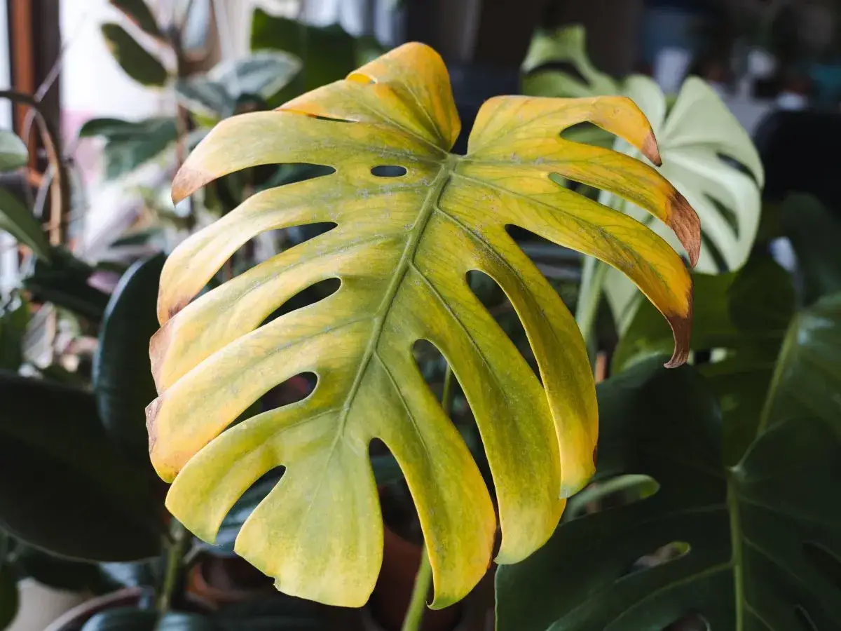 Monstera żółkną liście, z brązowymi brzegami. W tle inne rośliny.