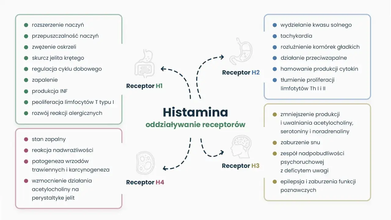 Schemat przedstawia działanie histaminy na receptory. Nadmiar acetylocholiny objawy to m.in. wzmocnienie perystaltyki jelit, zaburzenia snu, a nawet epilepsja.