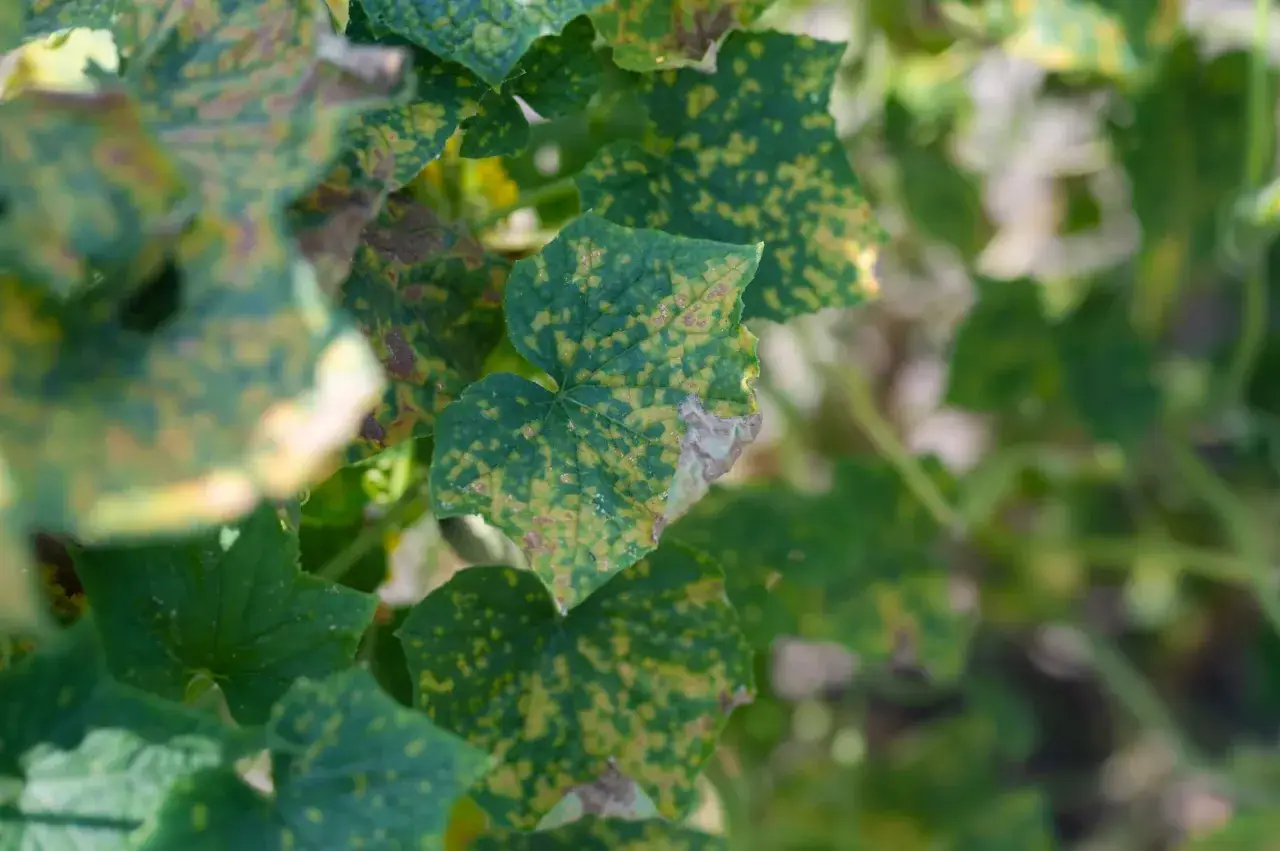 Liście ogórka z widocznymi objawami kanciastą plamistością. Żółte plamy z brązowymi obrzeżami pokrywają zieloną powierzchnię liści.