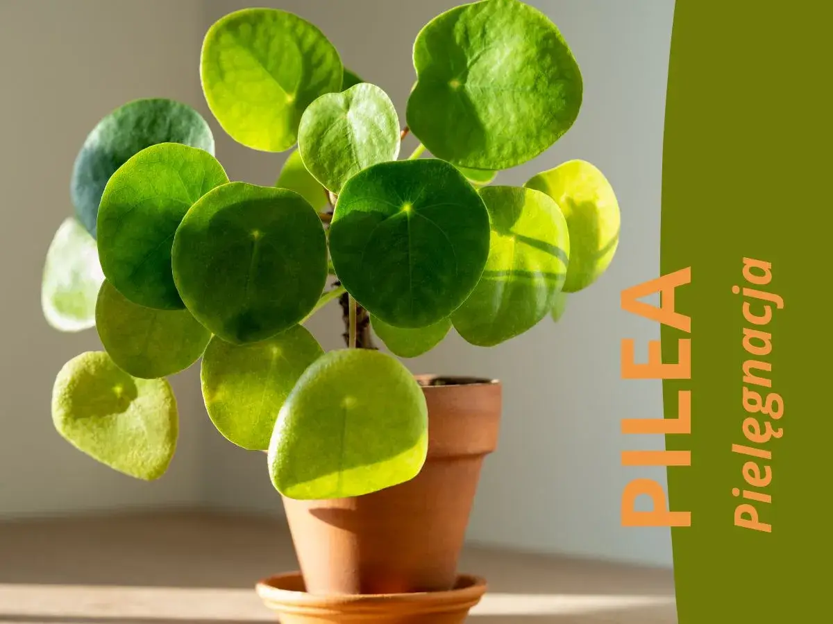 Pilea peperomioides, czyli pieniążek, w ceramicznej doniczce. Zielone, okrągłe liście pięknie odbijają światło.