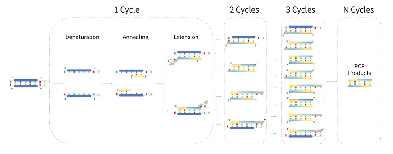 Ilustración del esquema PCR: desnaturalización, apareamiento y extensión de ADN. Muestra la amplificación de ADN en ciclos.