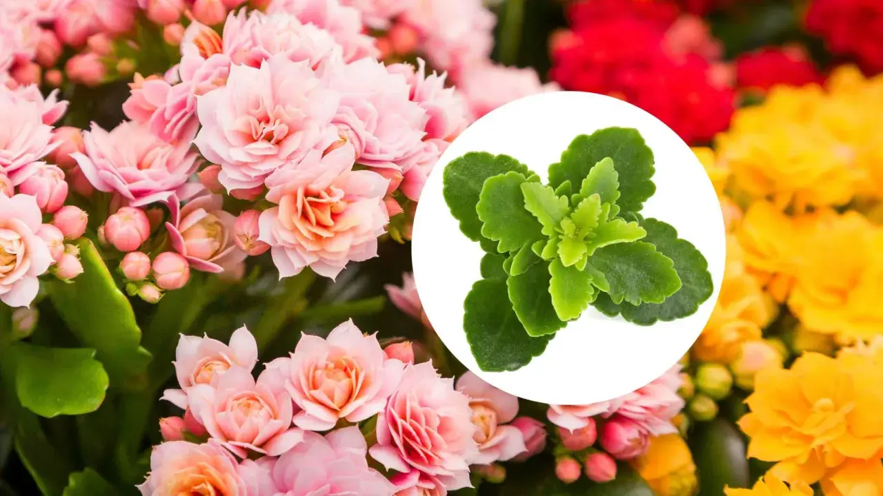 Kwiat kalanchoe w odcieniach różu, czerwieni i żółci. W okręgu zielone liście tej rośliny.