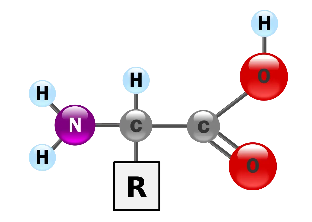 Strukturformel einer alpha Aminosäure mit Aminogruppe (N, H), Carboxylgruppe (C, O) und variablem Rest (R).