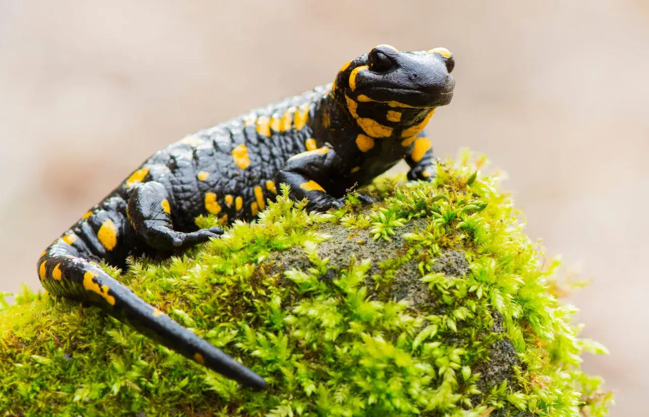 Czarny salamander plamisty z żółtymi cętkami, symbol Tatrzańskiego Parku Narodowego, siedzi na omszałym kamieniu.