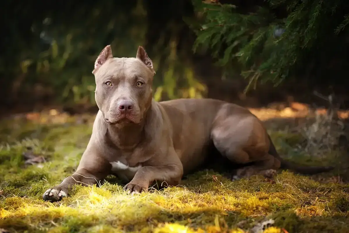 Szlachetny pitbull o brązowej sierści leży na trawie, otoczony zielenią.