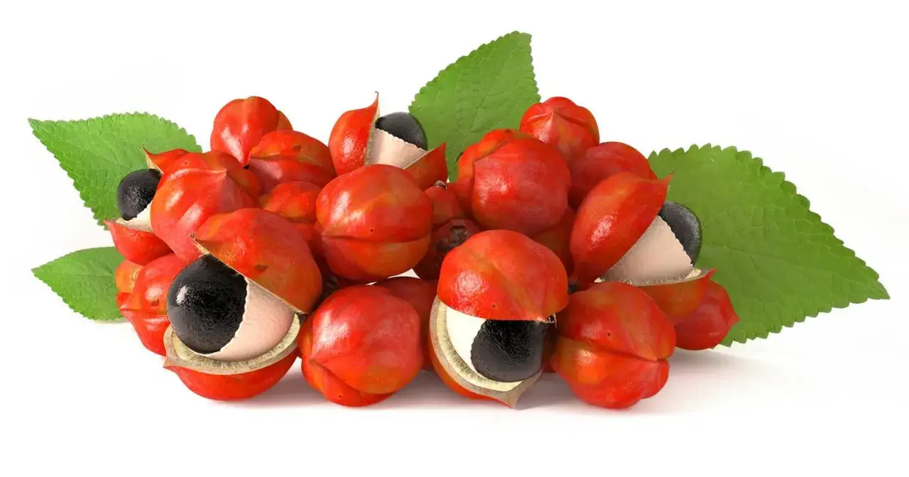 Kwitnące owoce guarany z czarnymi nasionami i zielonymi liśćmi, podkreślające jej naturalne guarana właściwości.