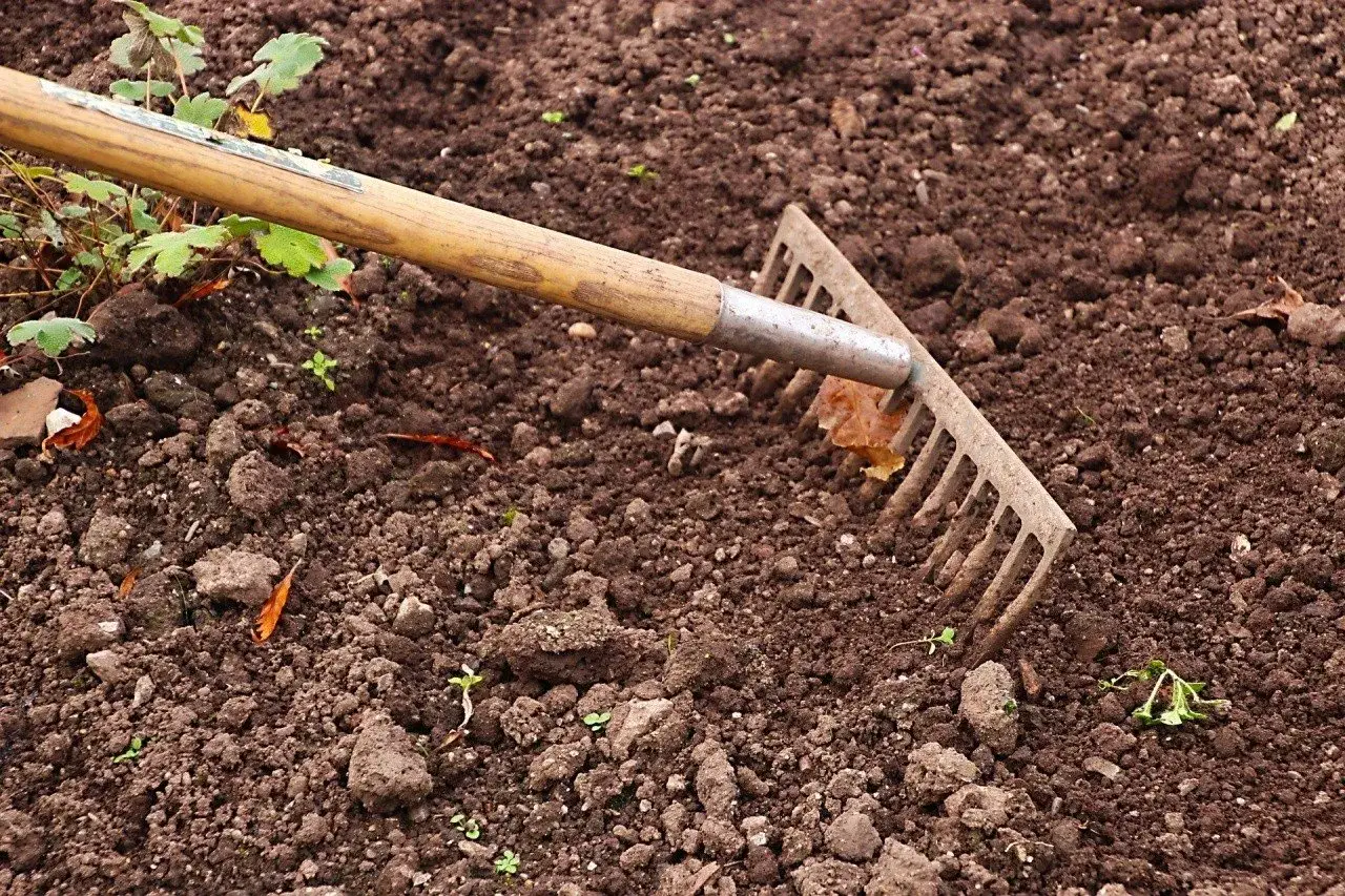 Grabie zagłębiają się w ziemię, przygotowując glebę pod nawóz mocznik. Widać młode kiełki i liście.