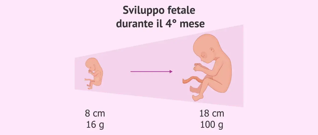 Sviluppo fetale durante il 4° mese: da 8 cm e 16 g a 18 cm e 100 g.