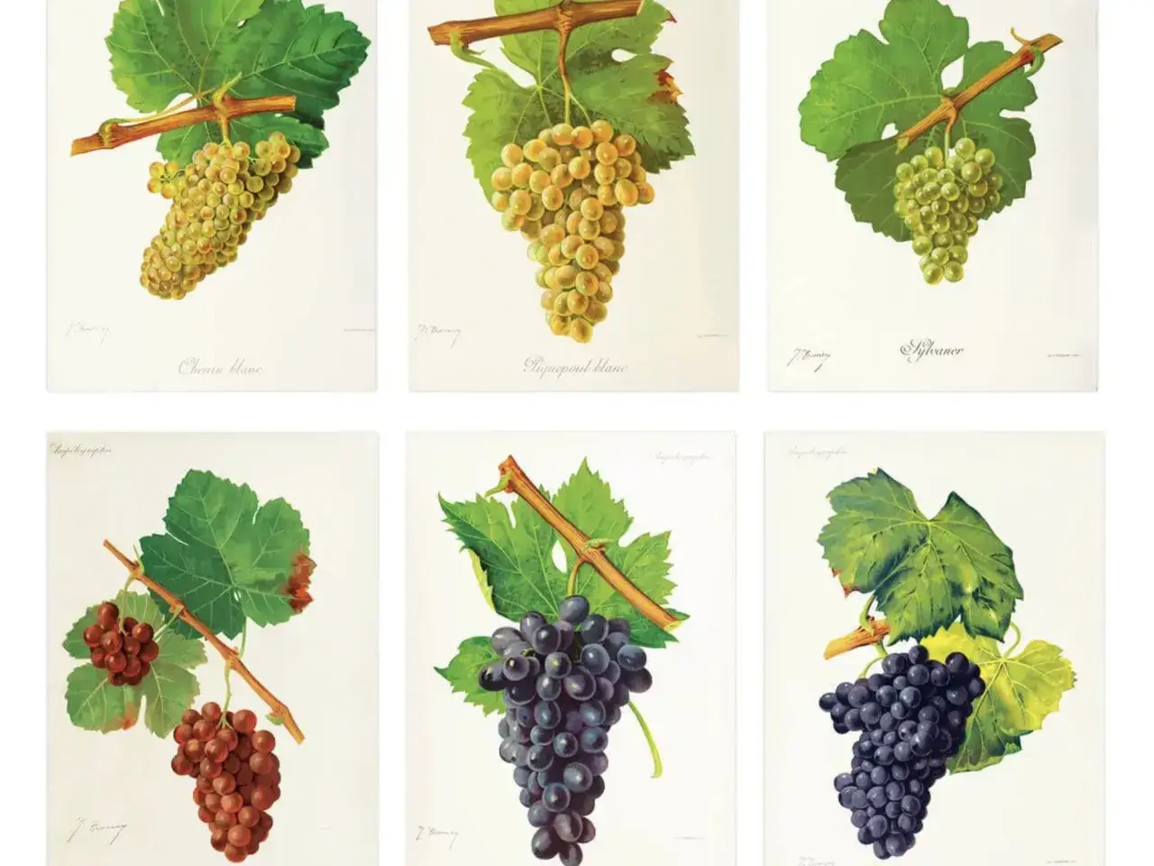 Six illustrations de grappes de raisin, dont un cepage rouge. Les raisins varient en couleur, du blanc au vert, puis au rouge et au violet foncé.