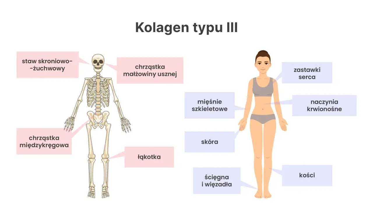 Schemat pokazuje, gdzie występuje kolagen typu III: w skórze, naczyniach krwionośnych, mięśniach, ścięgnach, więzadłach, chrząstkach i kościach.