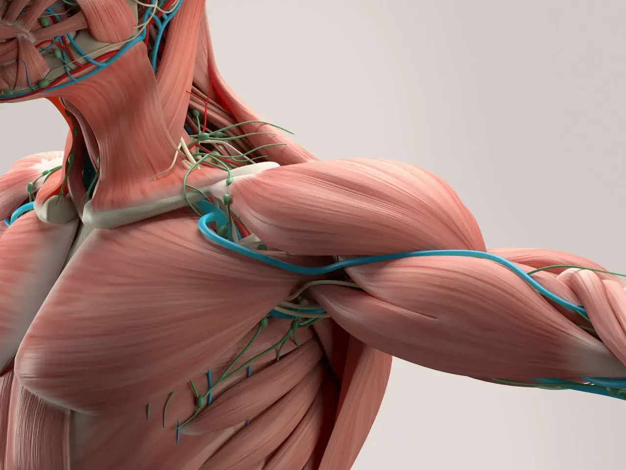 Anatomia barku i szyi z widocznymi mięśniami, naczyniami krwionośnymi i limfatycznymi. Widać gęstą sieć tkanki łącznej, czyli powięź, otaczającą struktury.