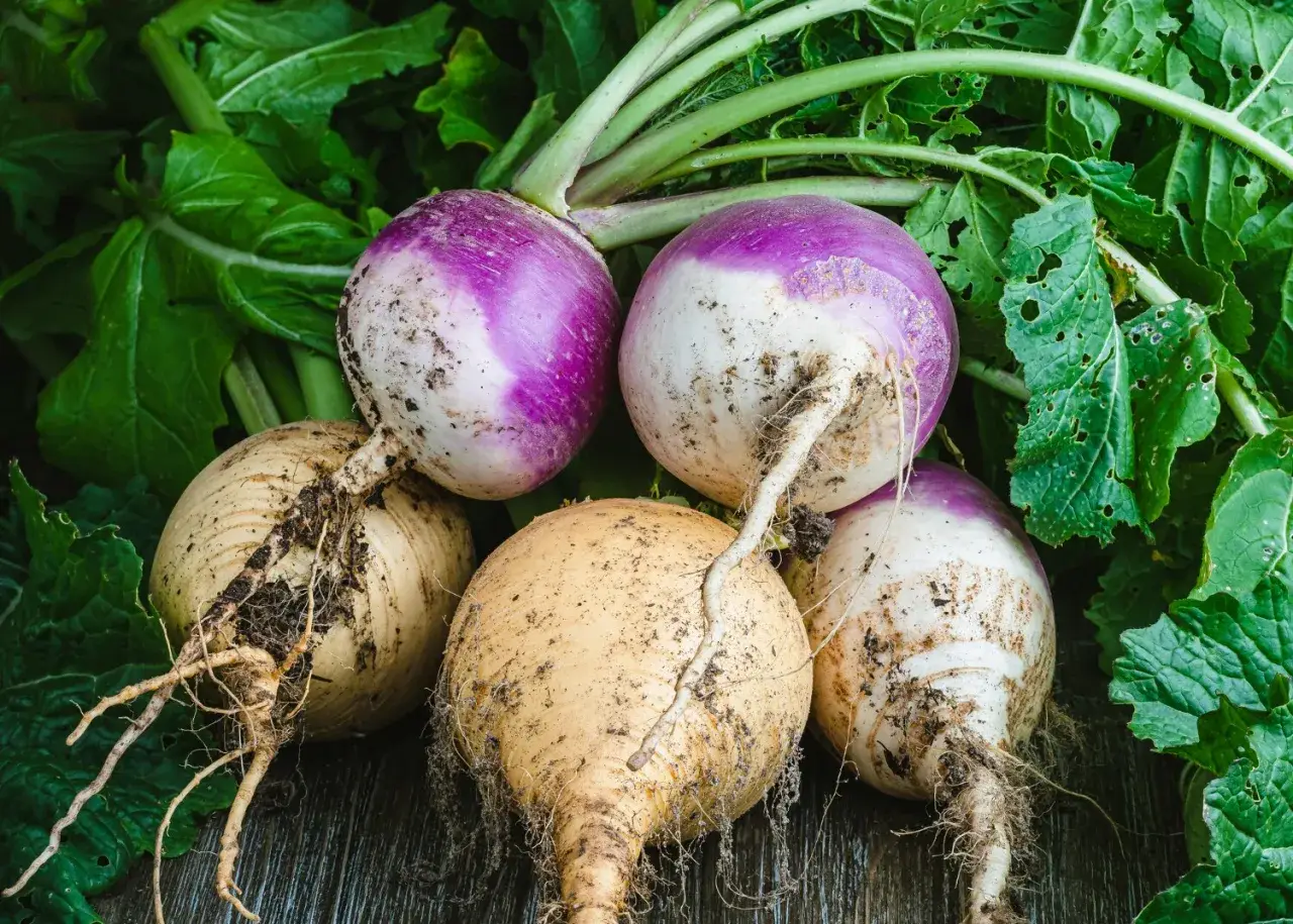 Navets fraîchement récoltés, prêts à être cuisinés. L'idéal pour planter des navets et profiter de ce légume racine.