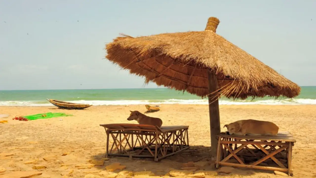 Due cani in spiaggia riposano all'ombra di un grande ombrellone di paglia. Uno è sdraiato su un tavolino, l'altro è seduto.