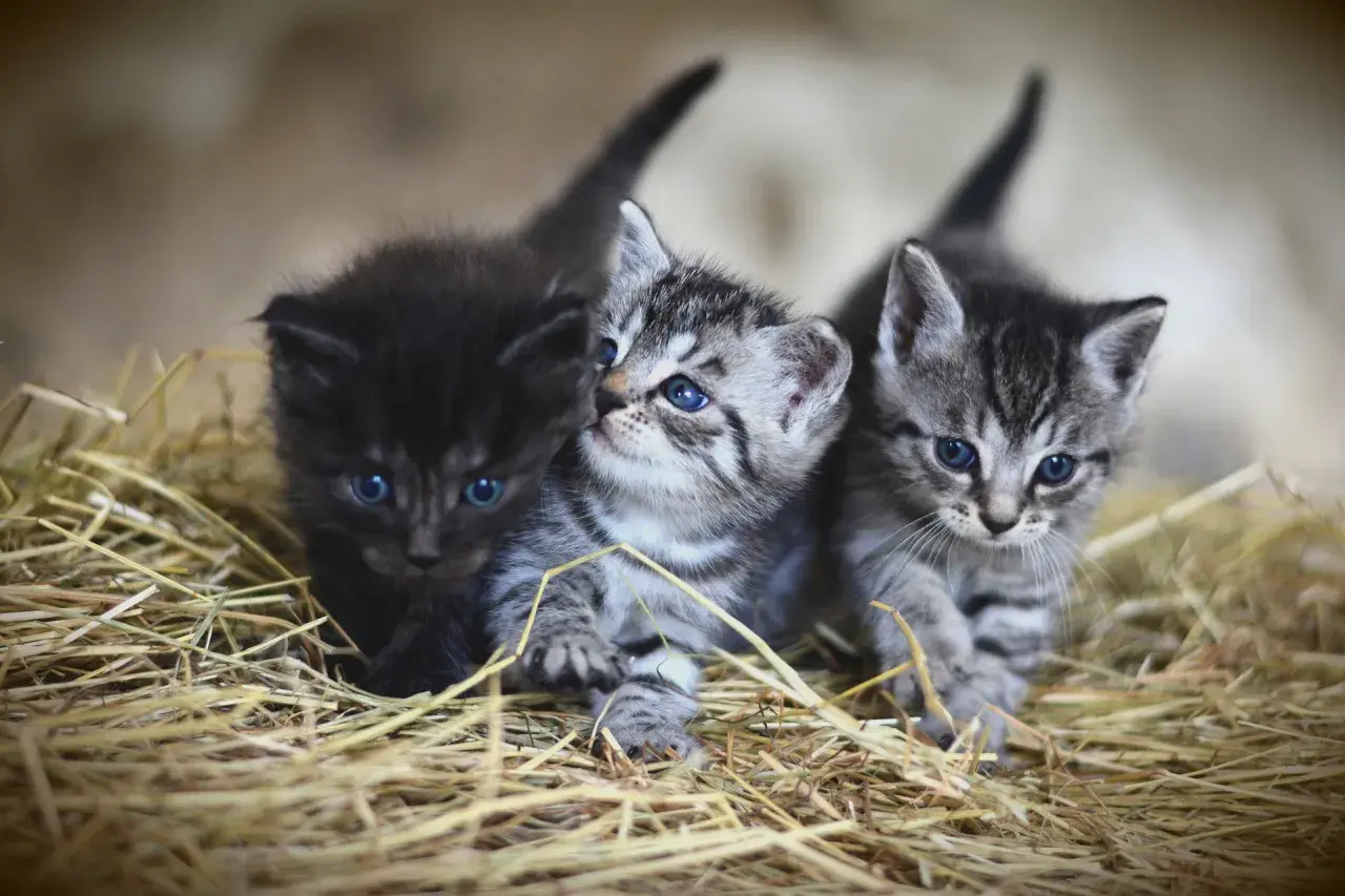 Tres gatitos con ojos azules brillantes, uno negro y dos atigrados, se asoman entre la paja. Es como soñar con gatos pequeños.