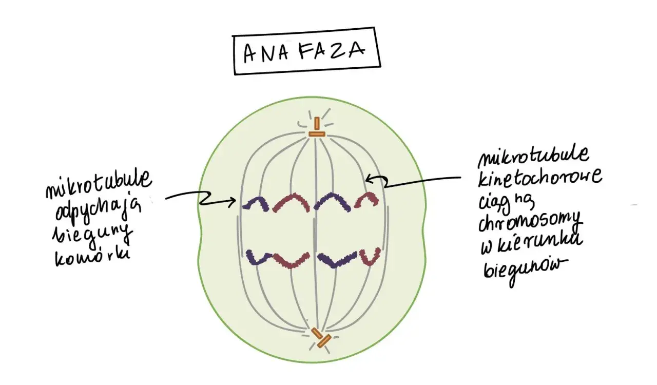 Anafaza mitozy: chromatydy rozdzielone i ciągnięte do biegunów komórki. Liczba chromosomów w komórkach potomnych będzie taka sama.