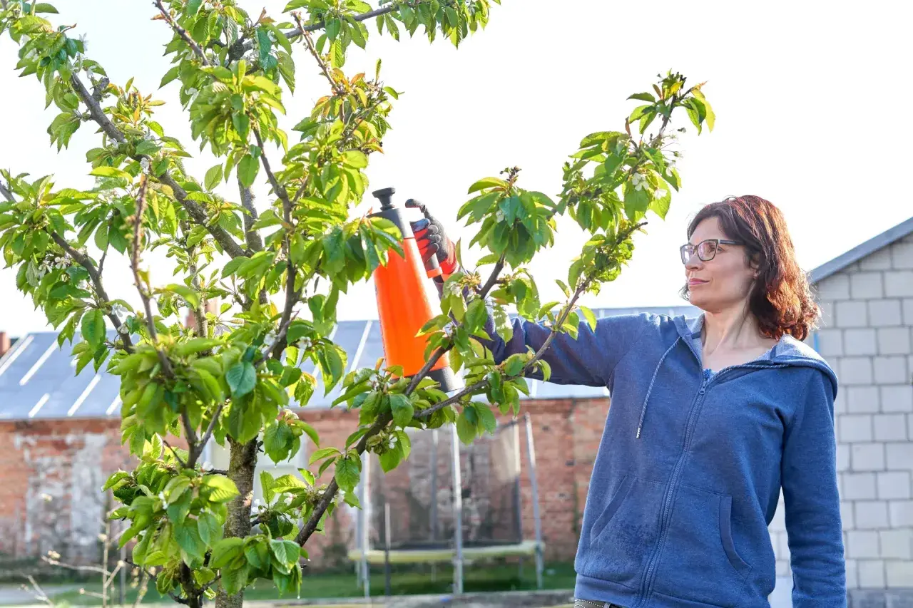 Kobieta pryska drzewa owocowe na robaki, dbając o zdrowie roślin.