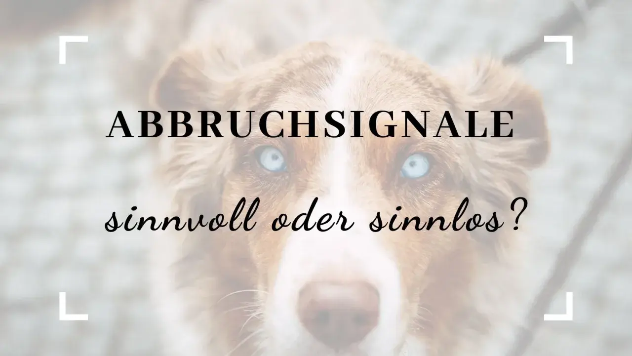 Nahaufnahme eines Hundes mit blauen Augen. Text: "ABBRUCHSIGNALE sinnvoll oder sinnlos?".