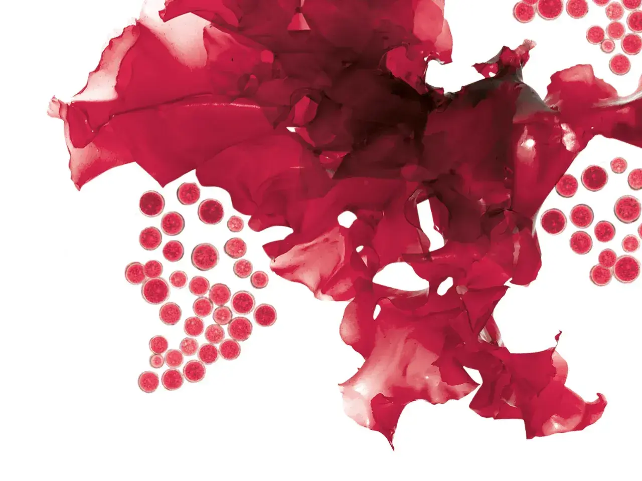 Rote Algen und kugelförmige Zellen, die an die Quelle von Astaxanthin erinnern. Mögliche Astaxanthin Nebenwirkungen sind selten.