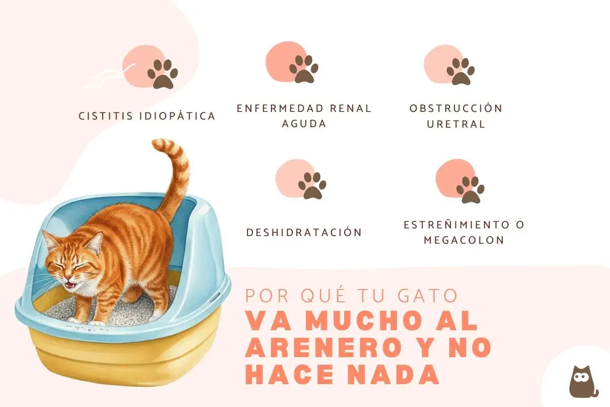 Gato anaranjado en arenero, con texto sobre cistitis idiopática en gatos y otras causas de visitas frecuentes al arenero.