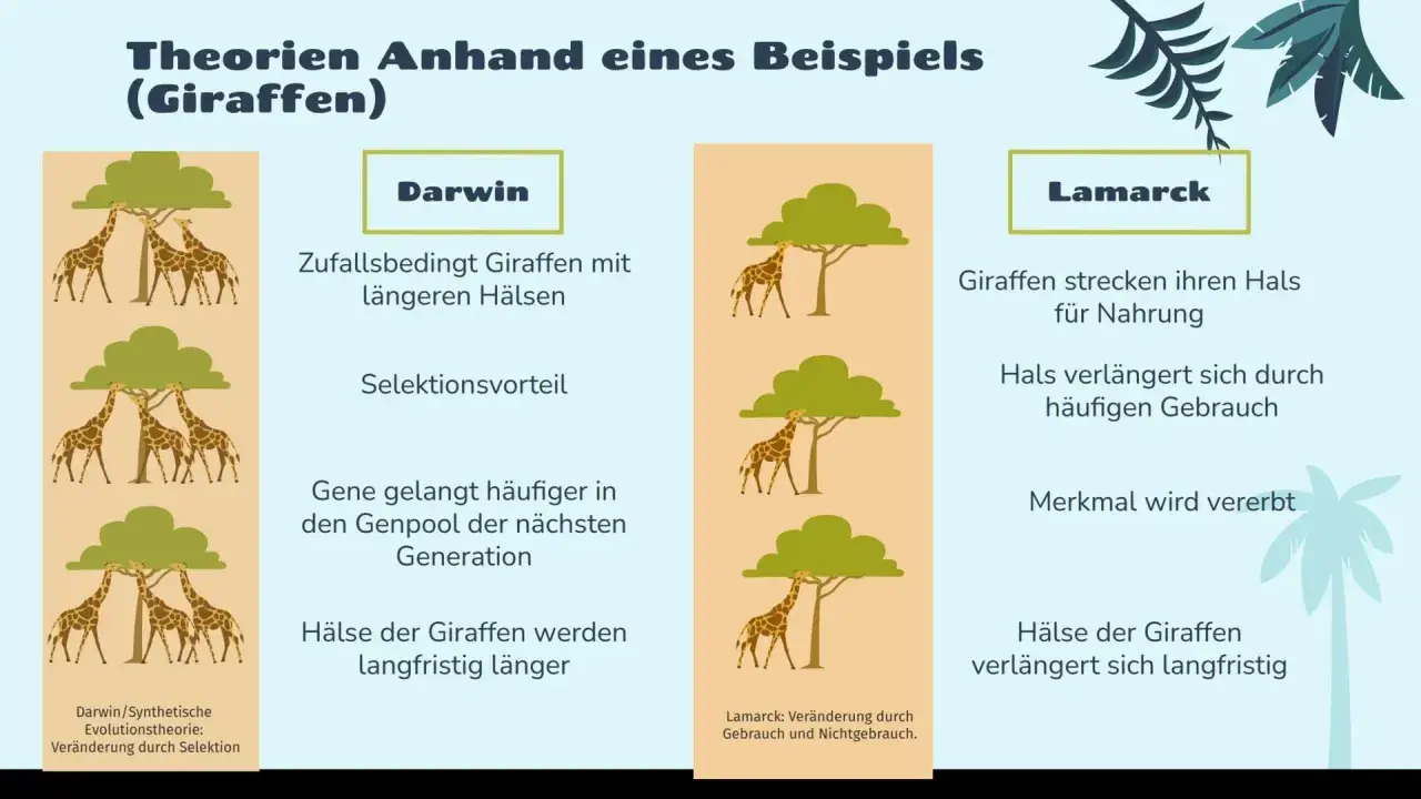 Giraffenhälse wachsen bei Lamarck durch Gebrauch, bei Darwin durch Selektion. Die Lamarcksche Evolutionstheorie erklärt die Halslänge der Giraffen durch Vererbung erworbener Merkmale.