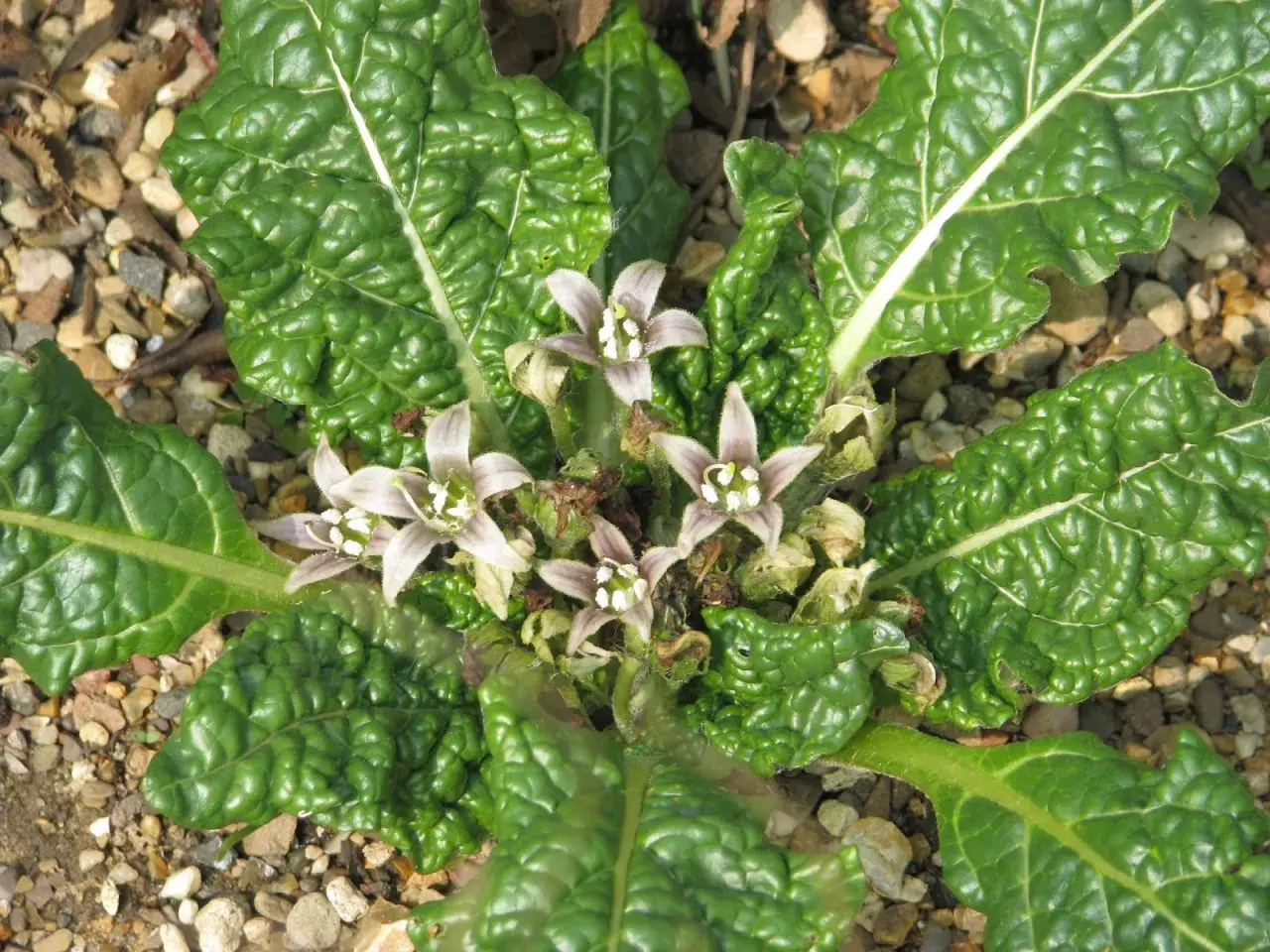 Fiori pallidi e foglie verdi rugose di erbe spontanee tossiche crescono tra ghiaia e terra.