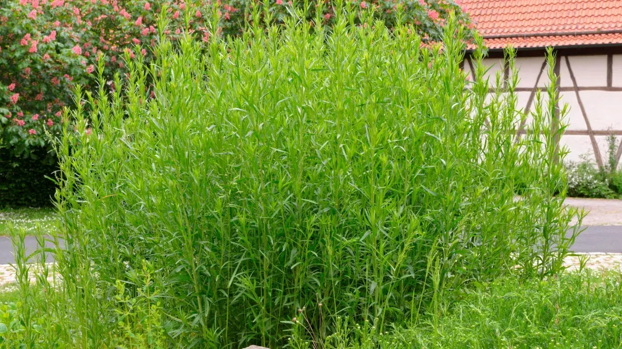 Ein üppiger Estragon-Strauch wächst im Garten neben einem Fachwerkhaus. Der ideale Estragon Standort ist sonnig.