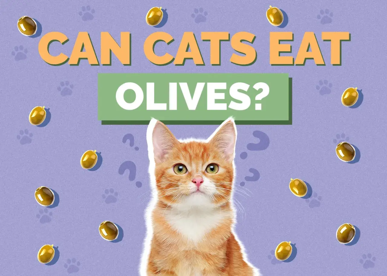 An orange tabby cat looks up, surrounded by floating olives and question marks, as the text asks "CAN CATS EAT OLIVES?".