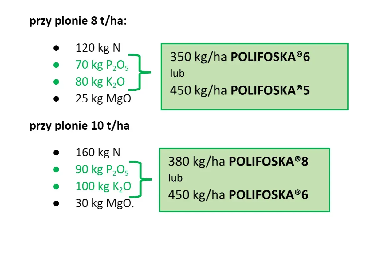Zalecenia nawożenia pszenicy: przy plonie 8 t/ha potrzebne jest 70 kg P₂O₅, a przy 10 t/ha 90 kg P₂O₅.