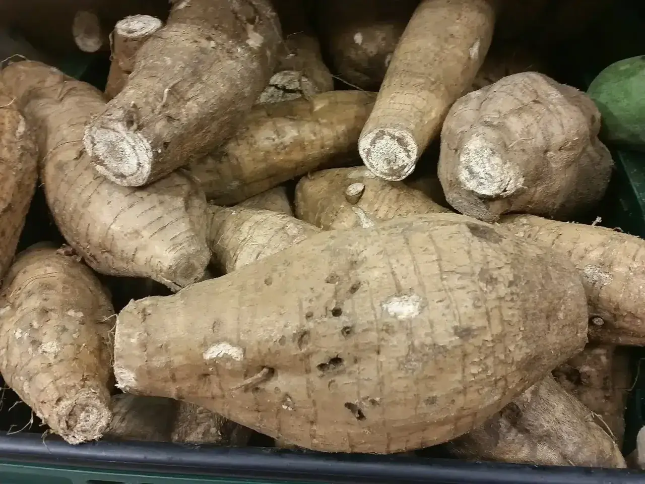 Un mucchio di tuberi di kuzu, simili a grosse patate dalla buccia ruvida e marrone, pronti per essere cucinati.