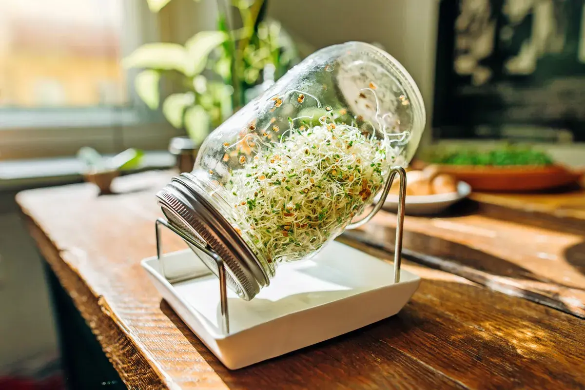 Frische Sprossen ziehen im Glas, bereit für die Ernte.