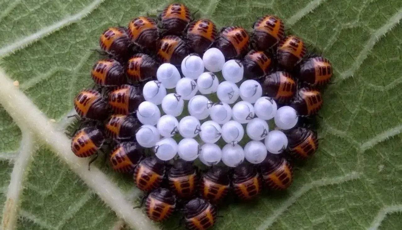 Un gruppo di piccole cimici arancioni protegge le loro uova bianche su una foglia verde.