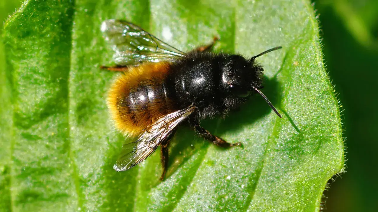 Eine Hummel mit schwarzem Kopf und gelb-schwarzem Hinterleib ruht auf einem grünen Blatt. Verschiedene Bienen Arten sind faszinierend.