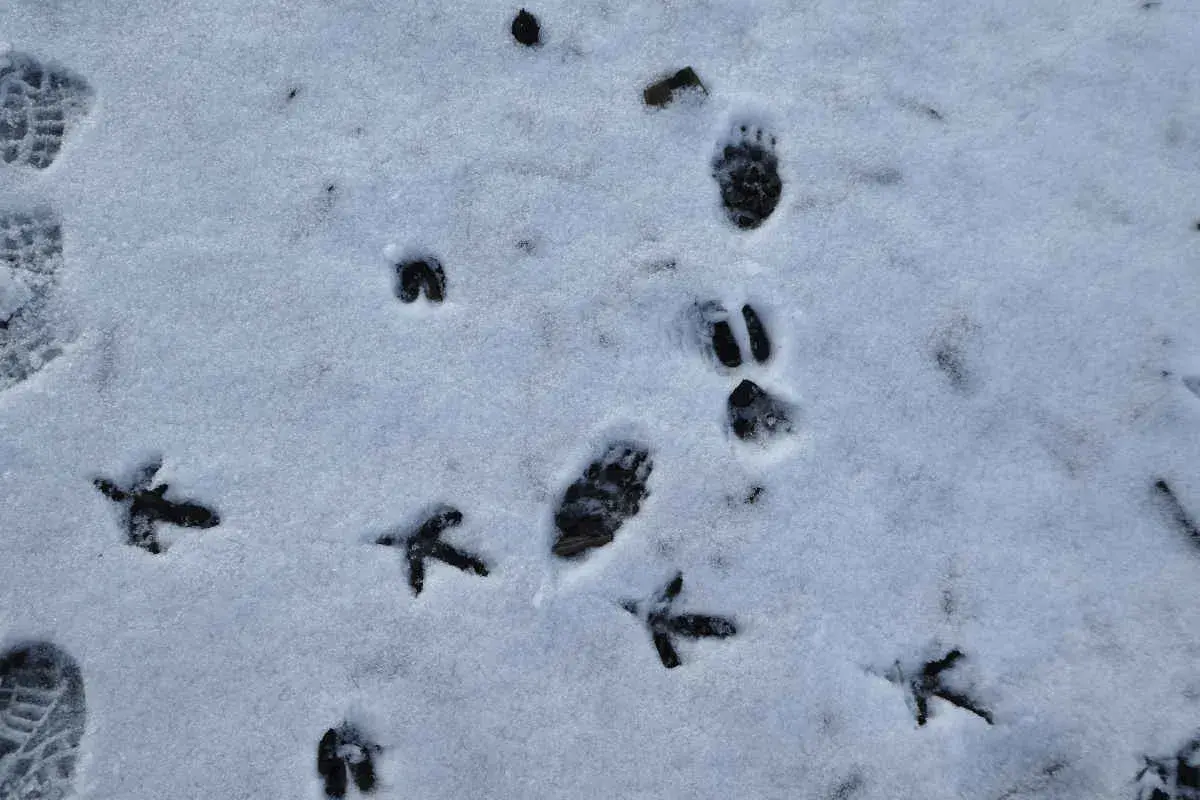 Spuren im Schnee: Kleine Vogelspuren und größere Pfotenabdrücke, vielleicht von einem Fuchs oder einem Kaninchen, das durch den Winter stapft.