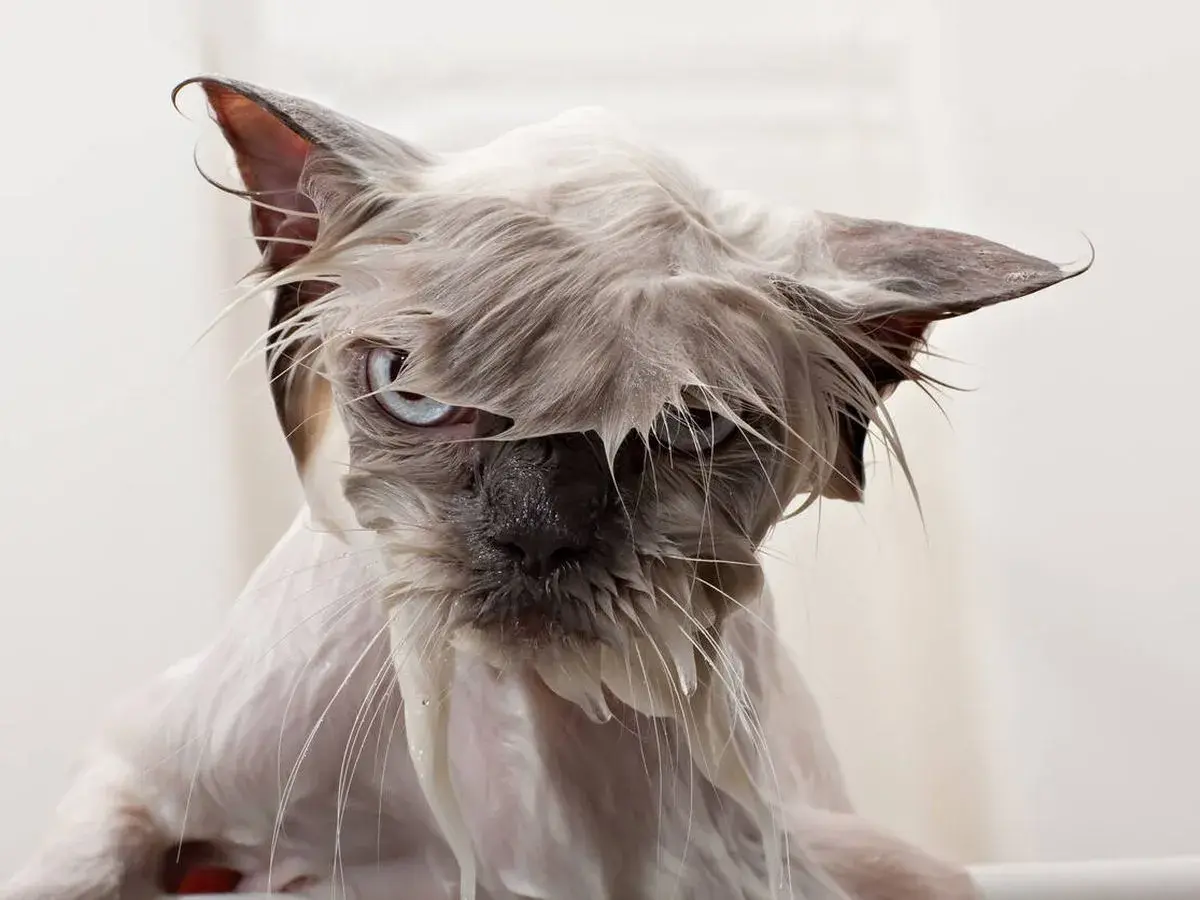 Gato mojado con cara de pocos amigos, demostrando porque a los gatos no les gusta el agua. Su pelo pegado y ojos azules lo dicen todo.