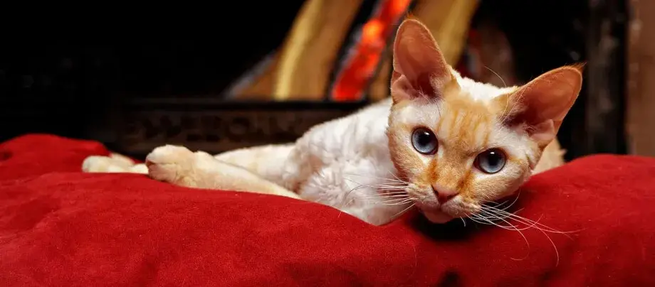 Sierść Devon Rex: niezwykłe cechy, pielęgnacja i hipoalergiczność