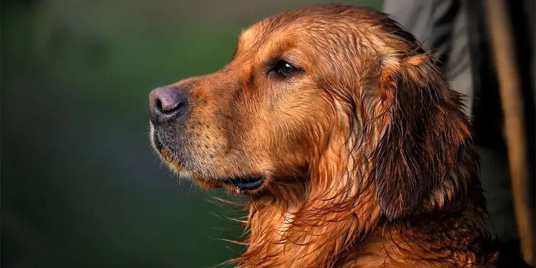 Golden Retriever: sierść czy włosy? Co musisz wiedzieć o linieniu i alergiach